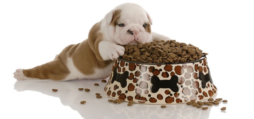 Risultati immagini per cani di piccola taglia cibo