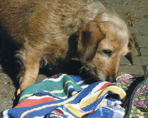 cane gioca cerca tra coperte