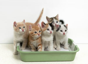 Golosi snack per gatti con Mirtilli e Pollo, adatti ai mici di ogni età a partire dai 3 mesi.
