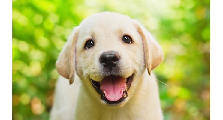 Rendere davvero felici i cani