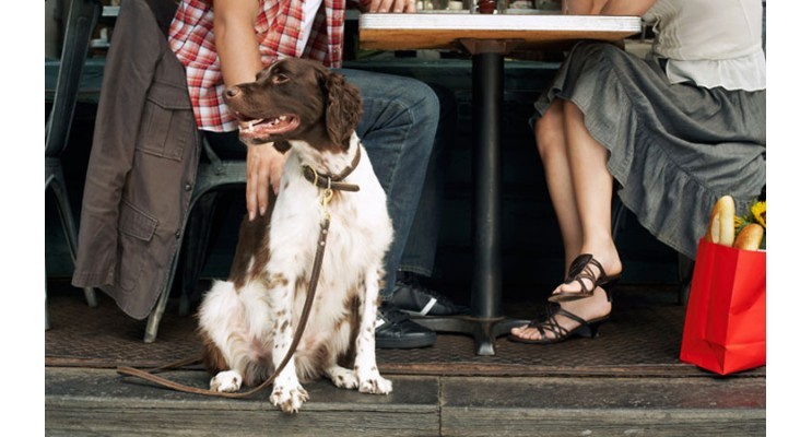 Il cane nei locali pubblici: cosa dice la legge?
