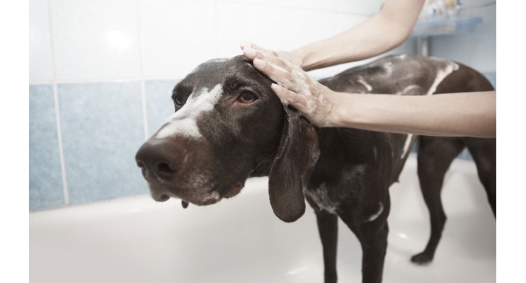 Come fare il bagno al cane